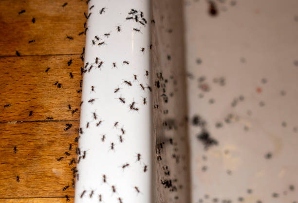 Best Ant Control Services  in Mead, CO