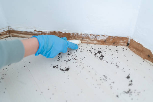 Trusted Mead, CO Pest Control Experts